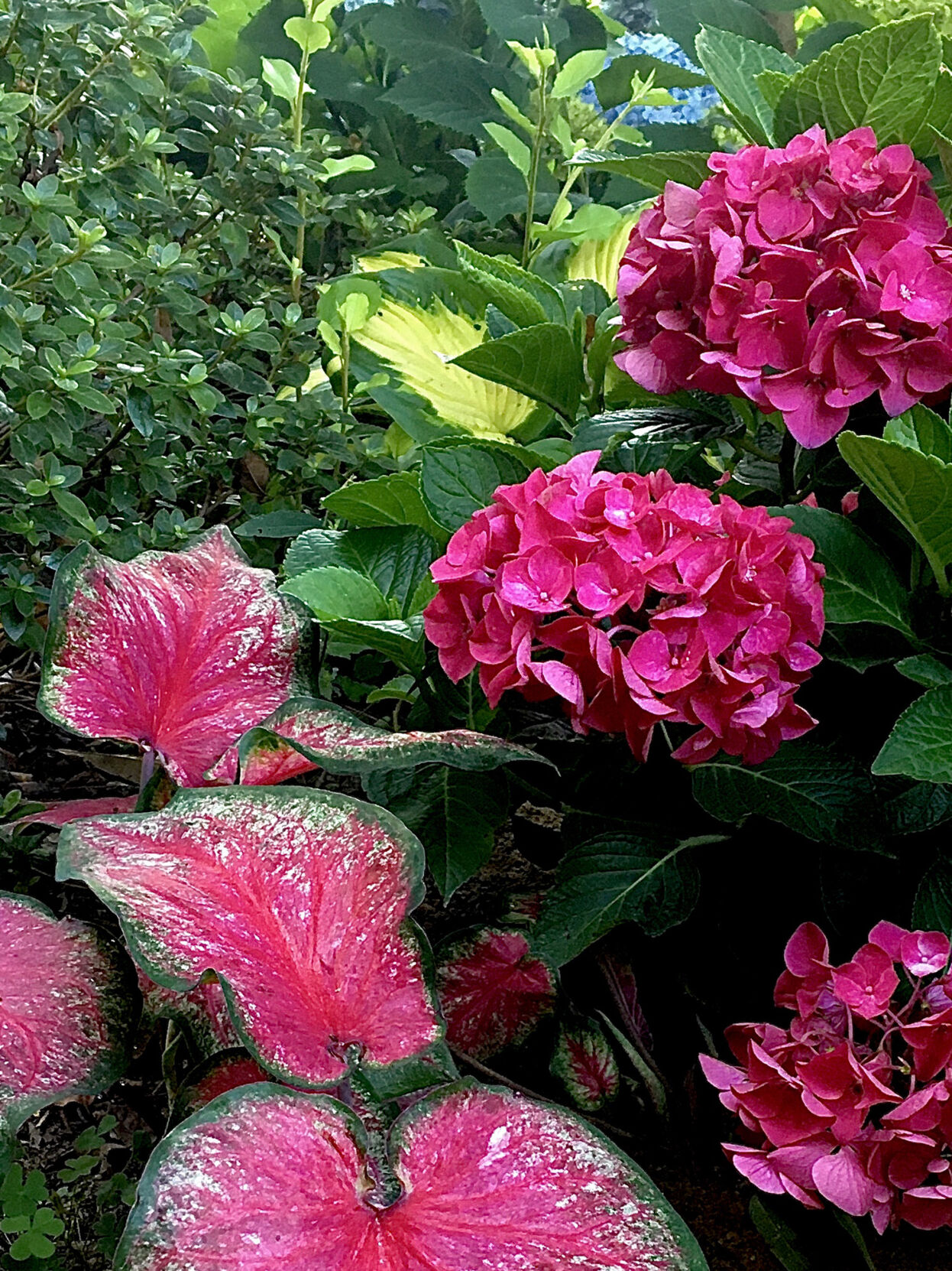 LIFE-HOME-ONGARDENING-4-MCT